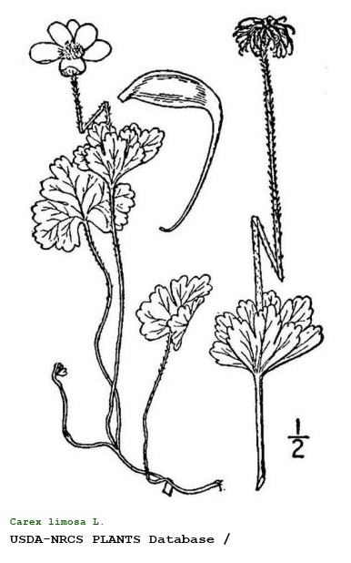 Carex limosa L.